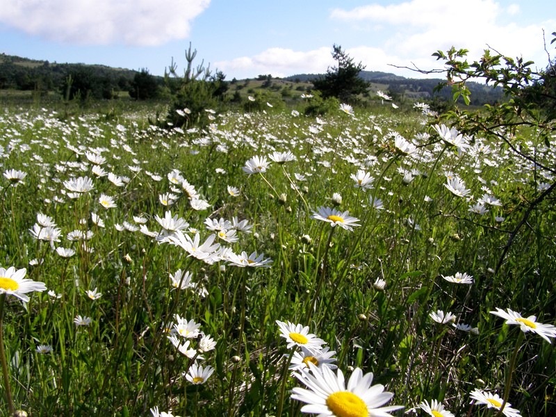 Маргарита! Сергей Михайлович Восточный. И Экспромт
