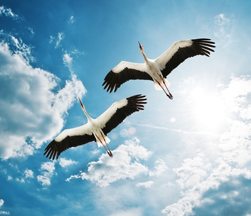 Мы словно птицы (Николай Столяров 2) / Стихи.ру