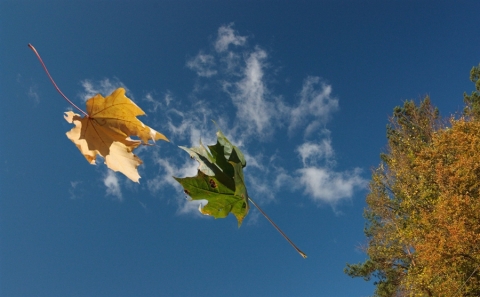 Осенний вальс