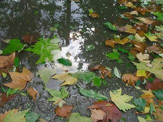 Мокрые листья, степенные зонтики