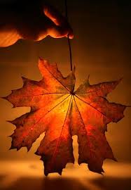 Кленовый листочек