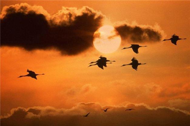 Журавли (Клуб Слово) / Стихи.ру