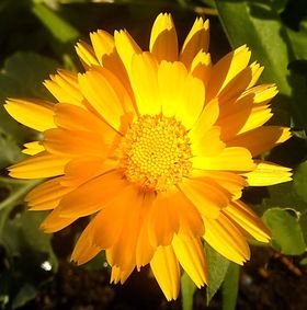 О календуле, ноготке