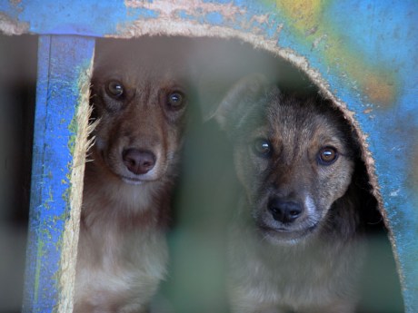 Обескровленным