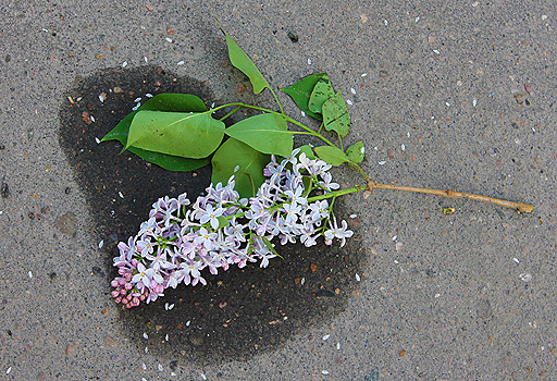Лежала ветка на асфальте