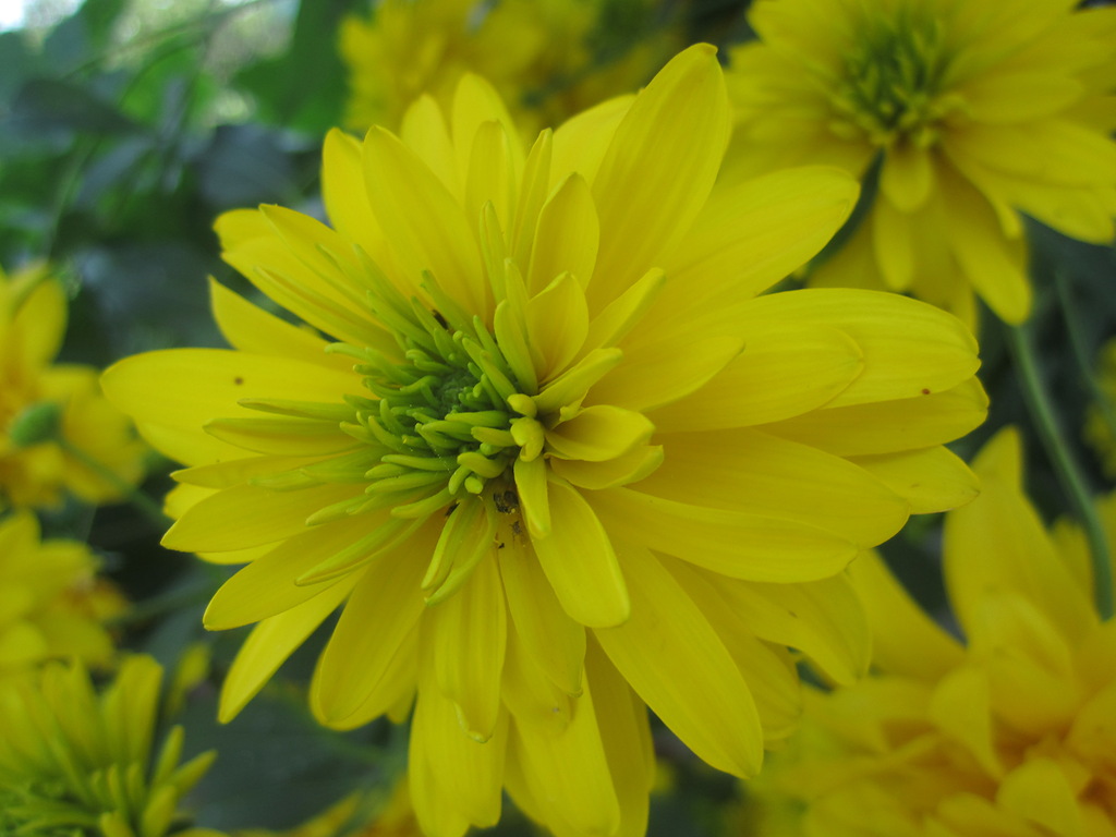 О золотом шаре