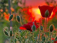 Предсказатели