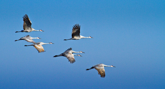 Журавли в полете (Любовь Одуванчик) / Стихи.ру