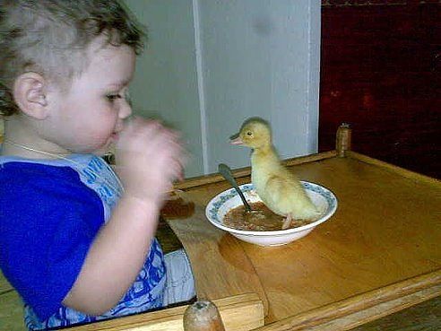 Зачем на стол ко мне залез?