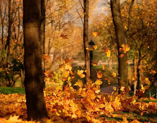 Осени букет