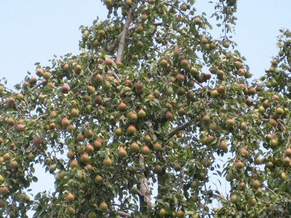 Груша Лесная красавица