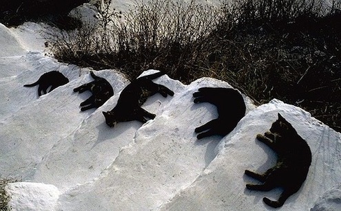 Кошачья музыка зимы