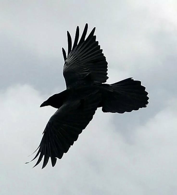 Ravens Surprise Scientists By Showing They Can Plan : The Two-Way : NPR