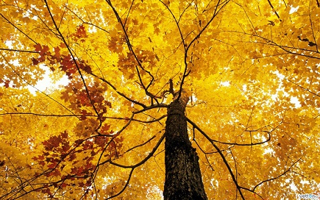 Время медовой ярмарки