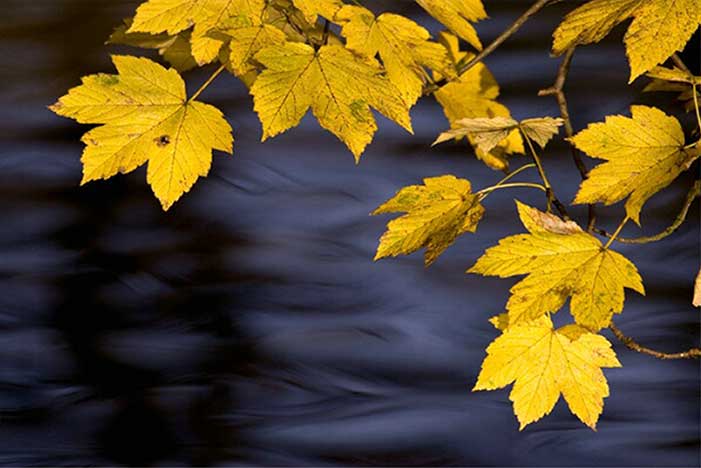 Коридоры осени