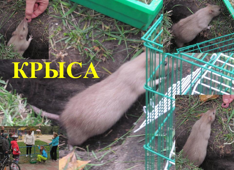 Крыса