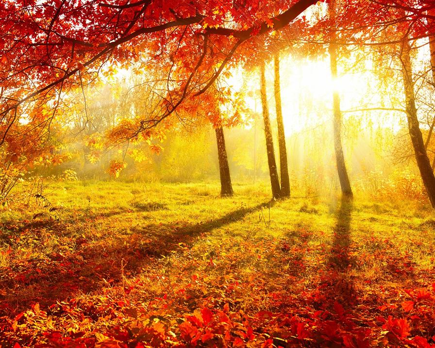 Осенний лес - резной иконостас...