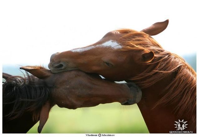 Что стоило быть нежными?