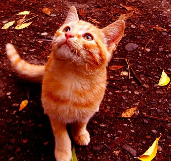 Дорогая моя Мурка к фото Яндекса