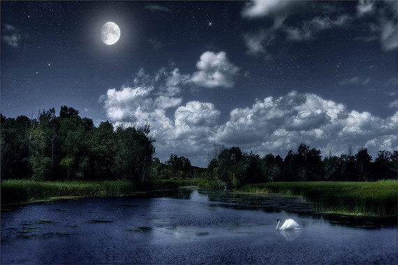 Одинокий лебедь на пруду!.. к фото Яндекс