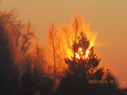 Смерть дерева