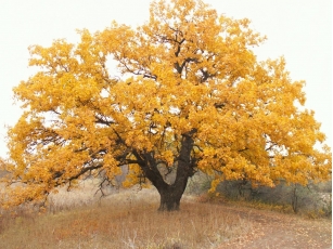 Дубовый лес...
