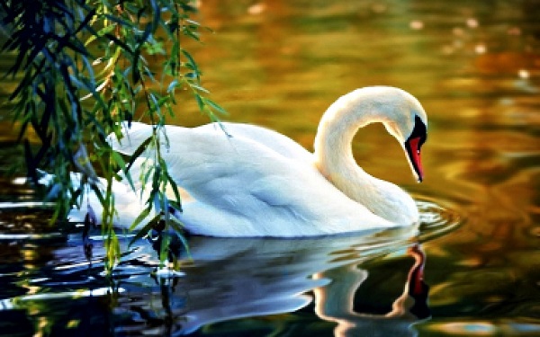 Блаженный лебедь Одиночество