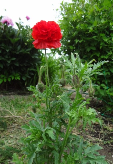 Мачо Первый