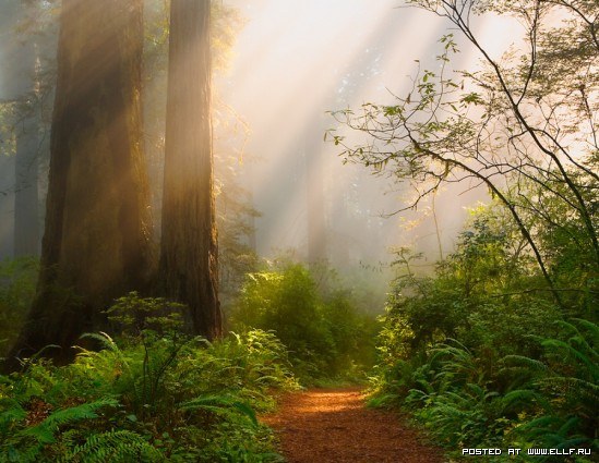 Опавший лист