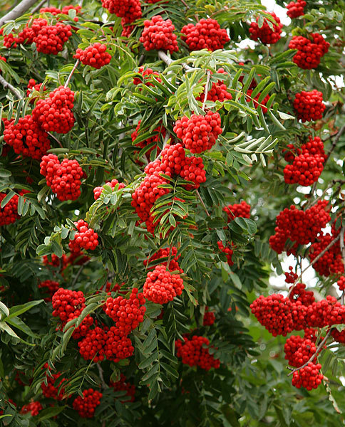 Рябина алая крупная. Рябина Сибирская (Sorbus sibirica). Рябина обыкновенная алая крупная. Рябина Sorbus алая крупная.