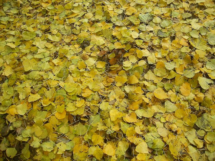 Желтая листва. Листик желтый. Пятачки листьев. Желтая листва. Пятачки листьев.