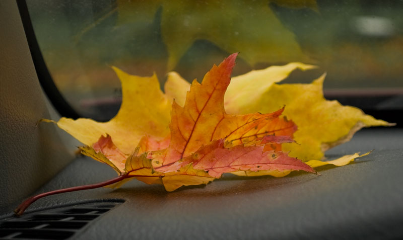 Другая осень