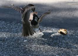 недозбиранi крихти у хайку