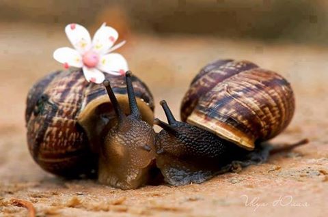 жребий быть с кем то вдвоём