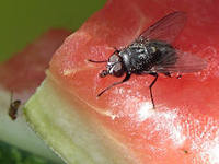 сидела муха