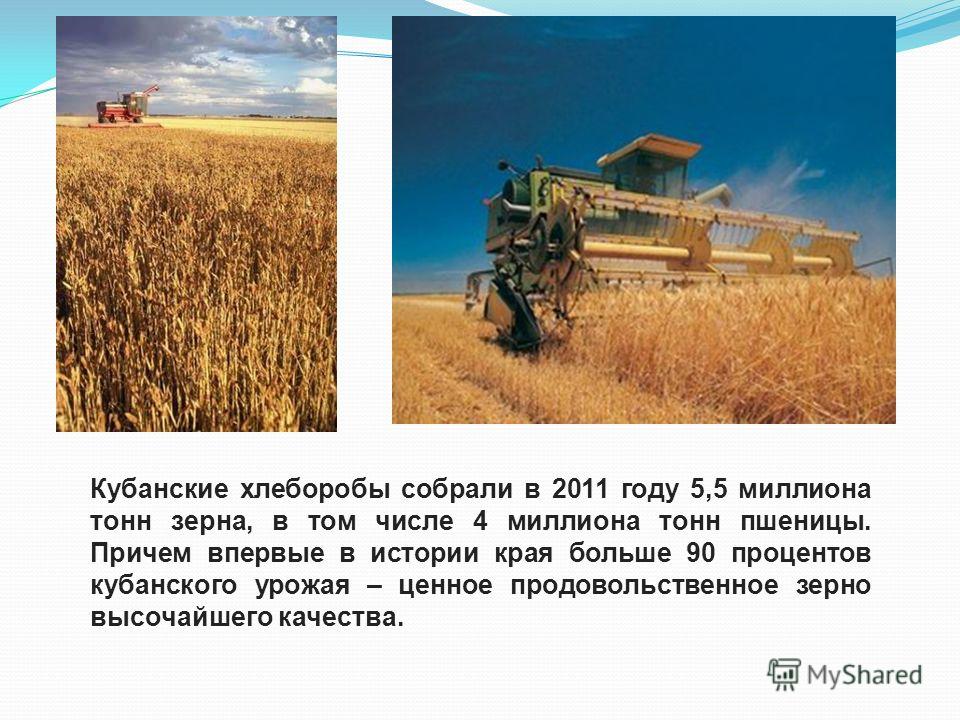 Хлеб кубани проект 4 класс