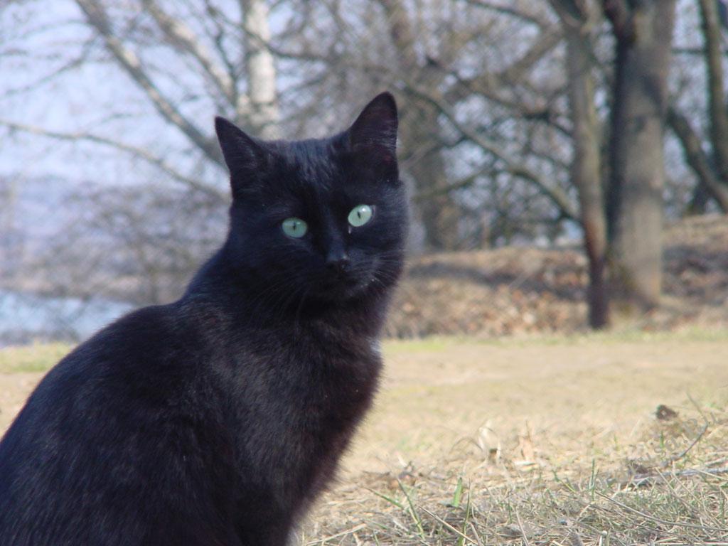 Черная кошка россия. Коты Воители Камышинник. Черная кошка. Черные коты. Черный кот с серыми глазами.