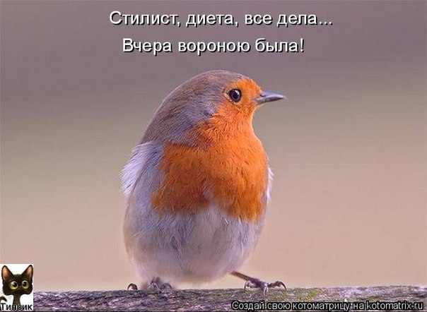 Вчера вороной я была...