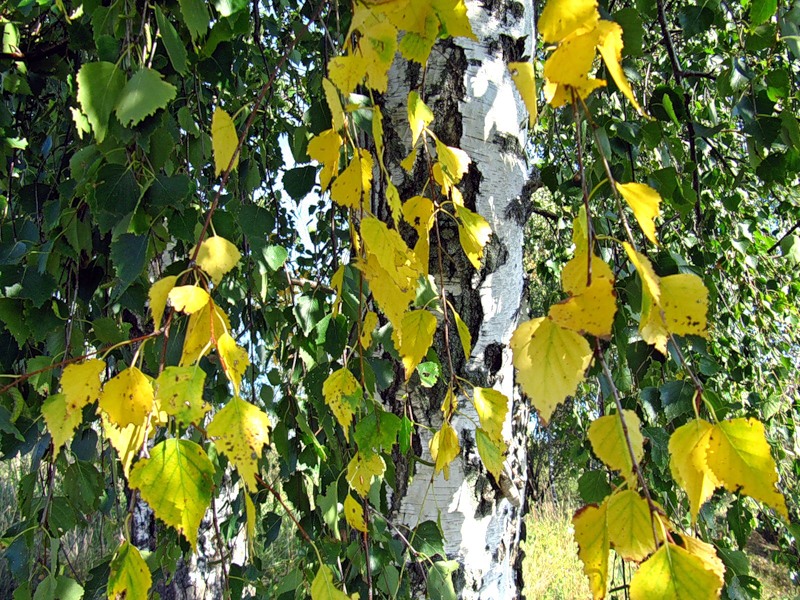 https://stihi.ru/pics/2013/11/09/4572.jpg