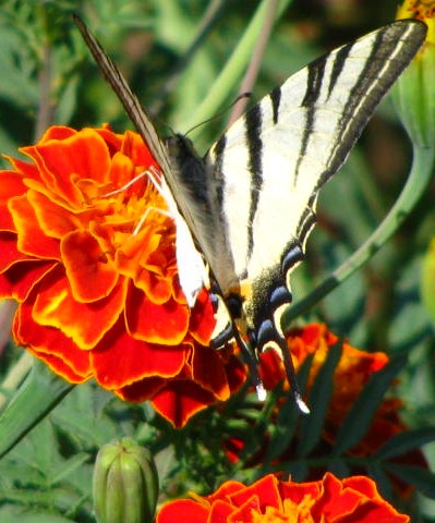 Я мечтать перестала...