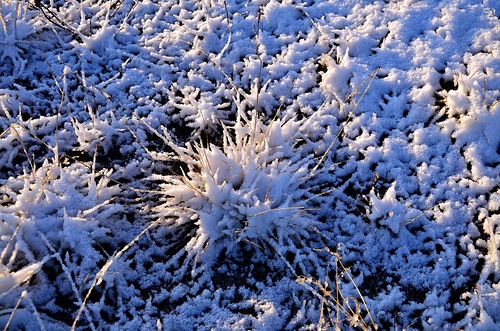 Снежный ёжик