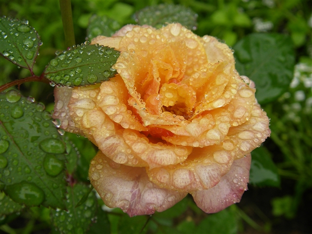 Гриб и Роза