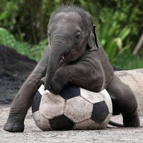Мы в футбол играли со слонёнком...