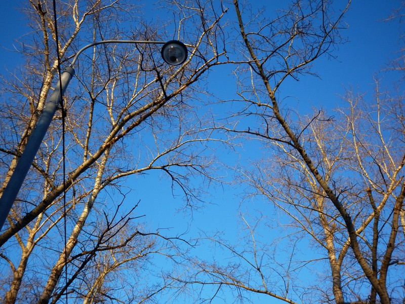 Опустел даже тополь...