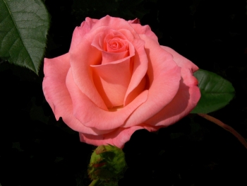 И в дурманящей пене черемух