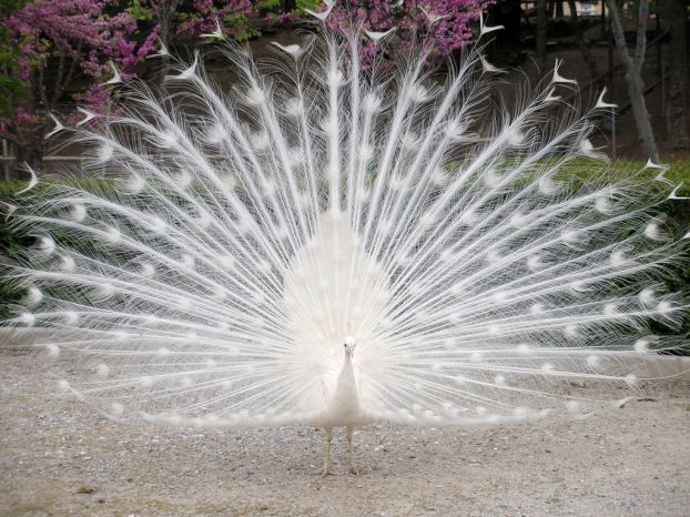 Устала от крика израненной птицы