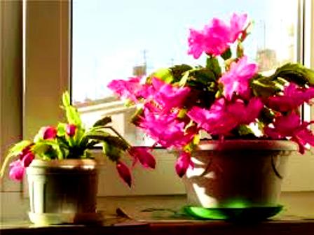 Чудеснейший прогноз