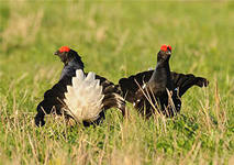 Беспечность. Русский пассаж