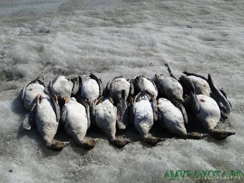 Голые и весёлые