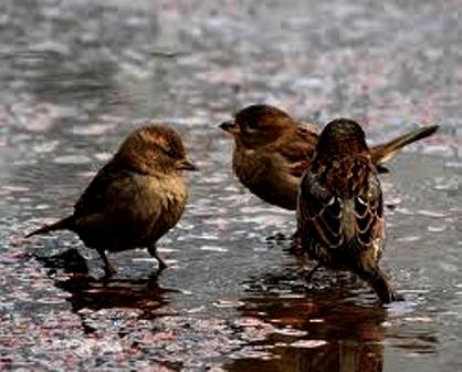 Мелькнет зима